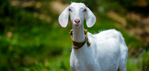 white goat standing in a field